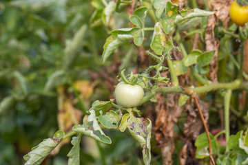fresh little tomato on tree in the garden at thailand