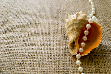 sea ​​shell with pearls