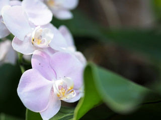 Obraz na płótnie Canvas Closeup orchid flower in winter garden background