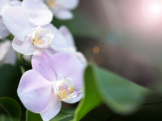 Fototapeta na wymiar Closeup orchid flower in winter garden background