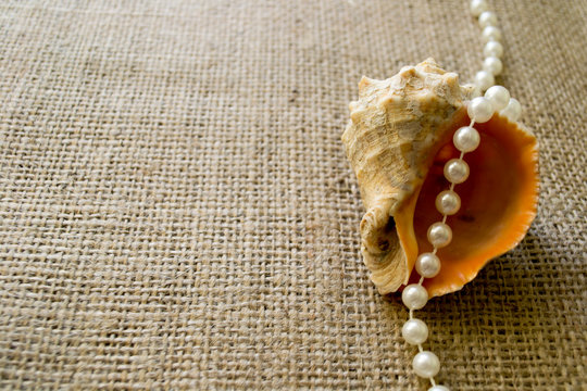 sea ​​shell with pearls