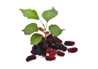 mulberries fruit and mulberry leaf on white background healthy mulberry fruit food isolated