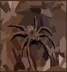 Spider on the stone sitting vector illustration