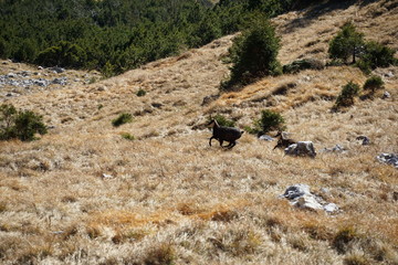 herd of chamois rupicapra
