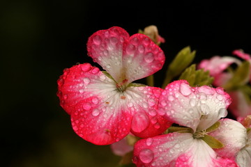 Close up of water droplets on a pink and white Pelargonium or common name, Geranium flower.