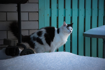 Cat walking in a white snow