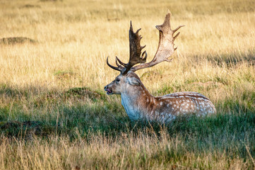 Deer with tongue out, Home Park, Surrey, England, United Kingdom
