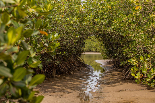 Lagune Somone, Senegal