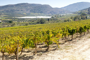 Fototapeta na wymiar The growing grapes in autumn sunny day (Island Crete, Greece)