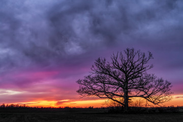 Obraz na płótnie Canvas Gone With The Wind - A big, leafless tree stands alone in a field silhouetted by a remarkable sunset sky over Indiana.