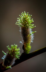 Spring,buds