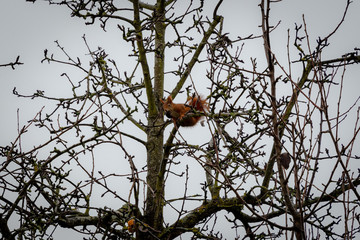 Squirrel