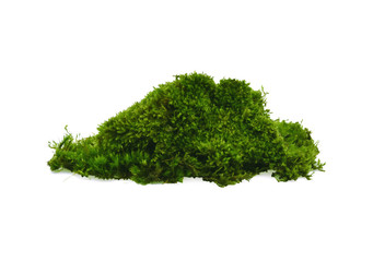 Green moss on white background