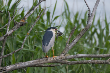 Nachtreiher (Nycticorax nycticorax)