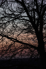 Walnussbaum am Abend