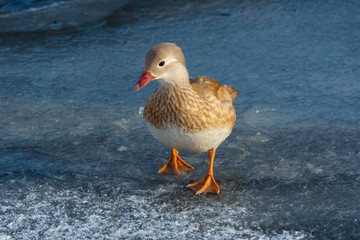 Mandarin Duck (Aix galericulata).