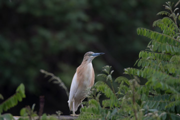 Rallenreiher (Ardeola ralloides)
