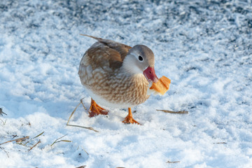 Mandarin Duck (Aix galericulata).