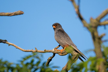 Rotfußfalke (Falco vespertinus)