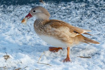 Mandarin Duck (Aix galericulata).