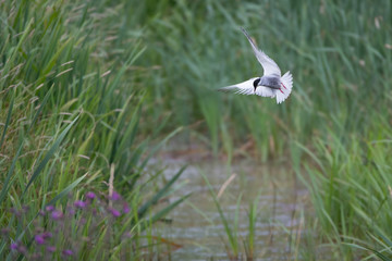 Weißbart-Seeschwalbe (Chlidonias hybrida)