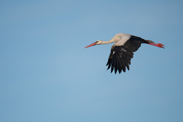 Weissstorch (Ciconia ciconia)