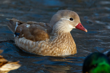 Mandarin Duck (Aix galericulata).