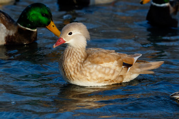 Mandarin Duck (Aix galericulata).