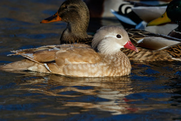 Mandarin Duck (Aix galericulata).