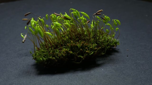 Macro recording of a little moss forest. Mosses are small flowerless plants that typically grow in dense green clumps, they trive on a little moisture and shade, they are happy with no soil at all.