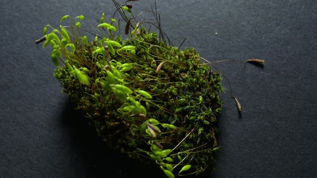 Macro recording of a little moss forest. Mosses are small flowerless plants that typically grow in dense green clumps, they trive on a little moisture and shade, they are happy with no soil at all.