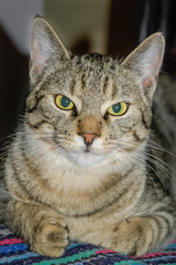 Tiger-Katze mit grünen Augen
