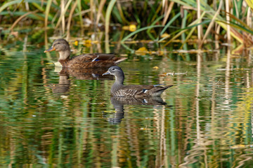 Mandarin Duck (Aix galericulata).