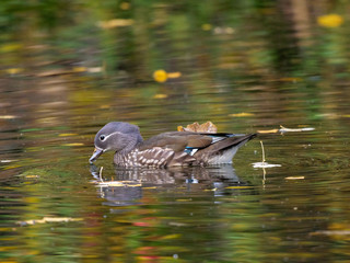 Mandarin Duck (Aix galericulata).