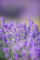 Violet lavender field at soft light effect for your floral background