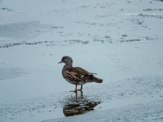 Mandarin Duck (Aix galericulata).