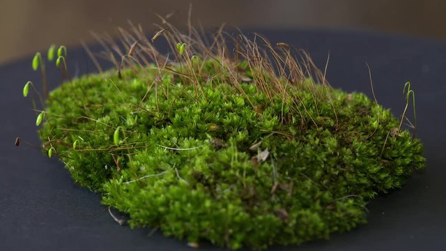 Macro recording of a little moss forest. Mosses are small flowerless plants that typically grow in dense green clumps, they trive on a little moisture and shade, they are happy with no soil at all.