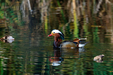 Mandarin Duck (Aix galericulata).