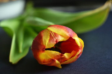 Fototapeta na wymiar one red and yellow tulip on the dark background