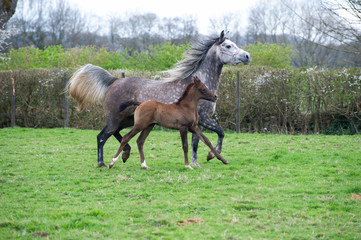 Obraz na płótnie Canvas Grey Arabian mare and foal trotting in a field