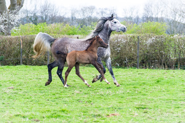 Grey Arabian mare and foal trotting in a field