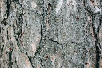 Wooden bark tree pattern. Natural background texture.