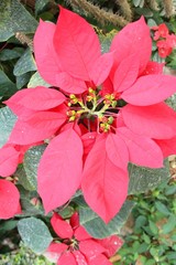 Red leaves in garden with the nature