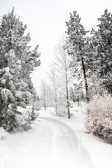 A snowy path through the woods