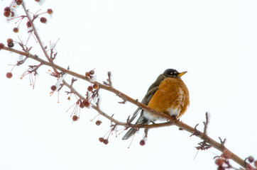 Robin in Spring