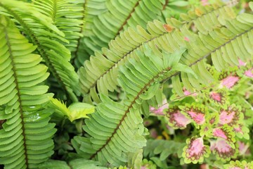 Fern is beautiful in garden with nature