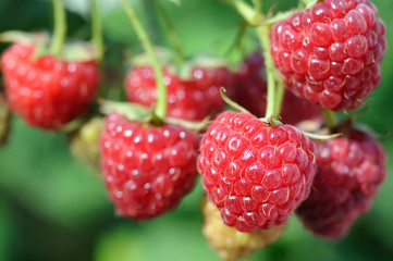 close-up of  raspberry branch  in the garden in sunny summer day 