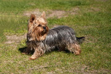 yorkshire terrier on grass