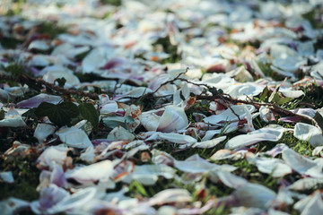 autumn leaves on the ground