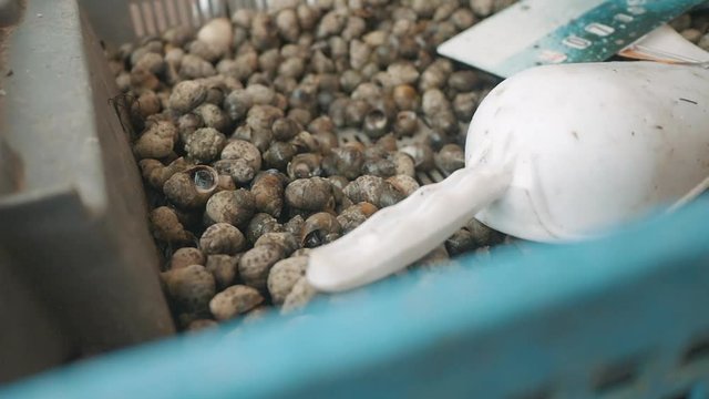 Snails escargots basket Brittany slow motion 4k